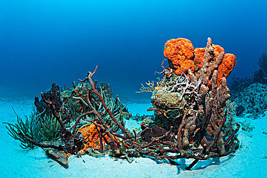 礁石,排列,多样,彩色,海绵,橙色,珊瑚,沙,仰视,小,多巴哥岛,斯佩塞德,特立尼达和多巴哥,小安的列斯群岛,加勒比海