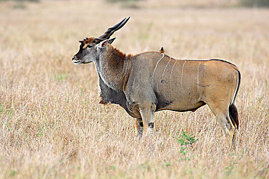 大羚羊,马赛马拉,肯尼亚