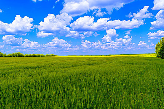 无限,绿色,地点,作物,蓝天,云