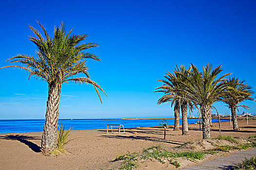 丹尼亚,海滩,棕榈树,阿利坎特,蓝色,地中海,西班牙