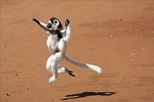 维氏冕狐猴,成年,跳跃,跳舞,禁猎区,马达加斯加