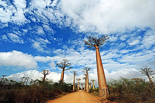 马达加斯加,穆龙达瓦,猴面包树,小路,风景