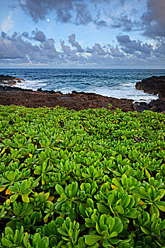 美国,夏威夷,考艾岛,坡伊普,植物,靠近,岩石,海岸线