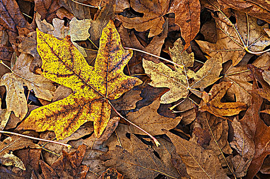 华盛顿,国家野生动植物保护区,枫叶,地上,秋季