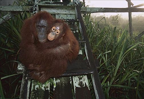 猩猩,黑猩猩,母兽,幼小,了望塔,檀中埠廷国立公园,婆罗洲,马来西亚