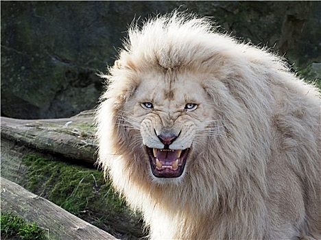 白色,狮子