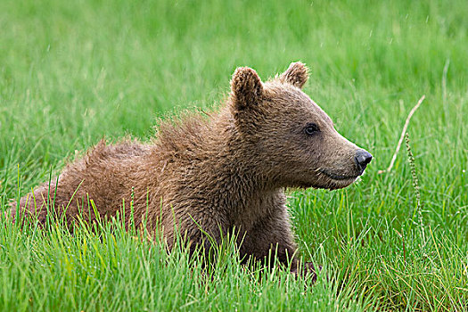 大灰熊,棕熊,一岁,幼兽,莎草,卡特麦国家公园,阿拉斯加