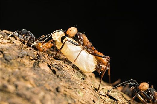 行军蚁,昆虫,蛹,哥斯达黎加