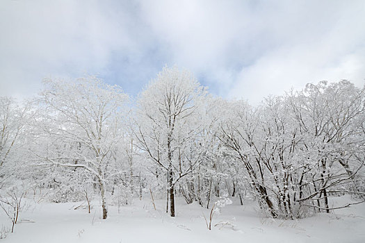 仙峰雪韵