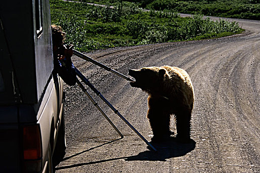 美国,阿拉斯加,德纳里峰国家公园,大灰熊,咀嚼