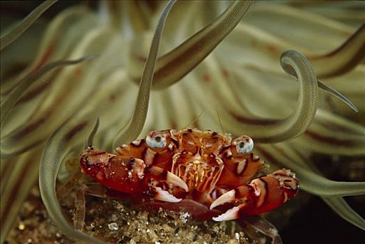 海葵,脚,深,巴布亚新几内亚