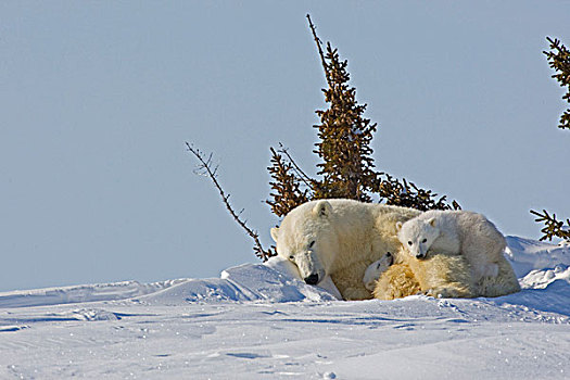 加拿大,曼尼托巴,瓦普斯克国家公园,北极熊,幼兽,搂抱,睡觉,母亲