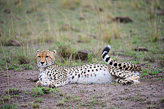 印度豹,猎豹,怀孕,雌性,躺着,地面,马赛马拉国家保护区,肯尼亚,非洲