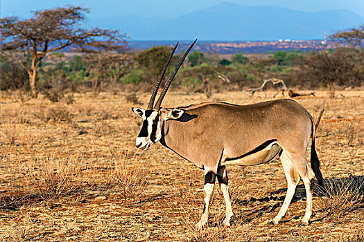 东方,非洲,长角羚羊,萨布鲁国家公园,肯尼亚