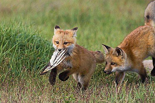 红狐,小动物,玩,鸟翼