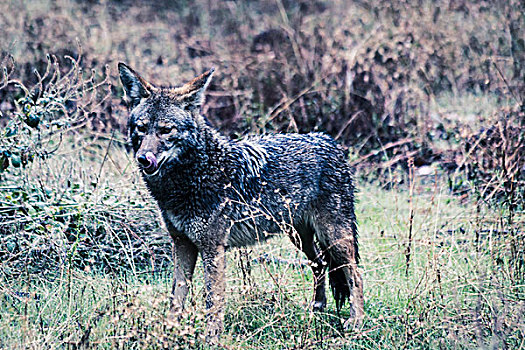 丛林狼,自然环境,动物,野生动物,自然