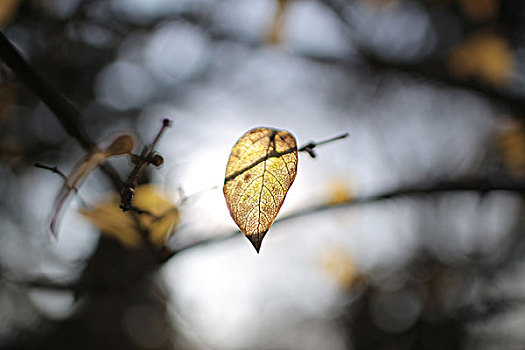 深秋树枝上的残叶