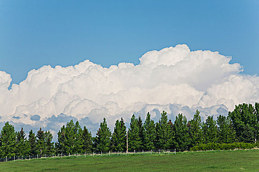 乌云,框架,排,树,绿色,地点,蓝天,卡尔加里,艾伯塔省,加拿大