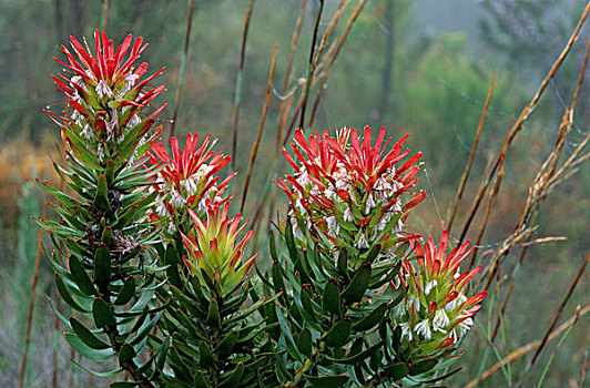 植物,西海角,南非