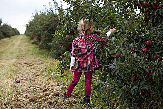 女孩,挑选,苹果,果园,安大略省,加拿大