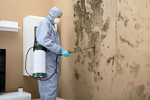 虫害防治,工作,杀虫剂,墙壁