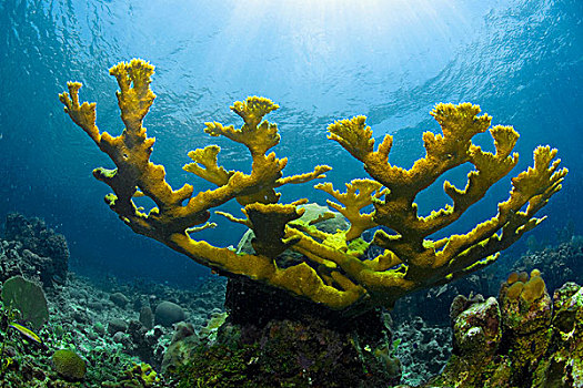 埃尔克宏,珊瑚,跑龙套,洪都拉斯,中美洲,加勒比