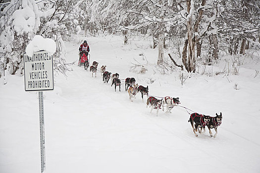 狗,跑,雪橇狗,比赛,阿拉斯加