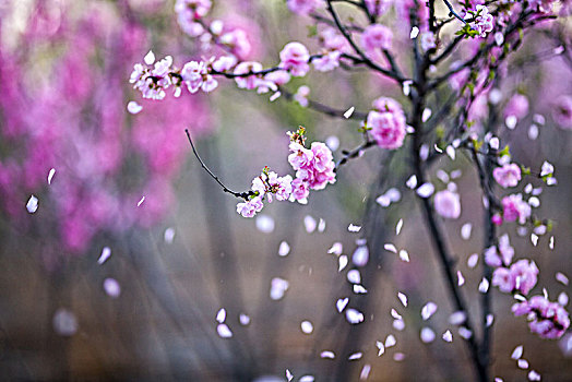 桃花盛开的春光里