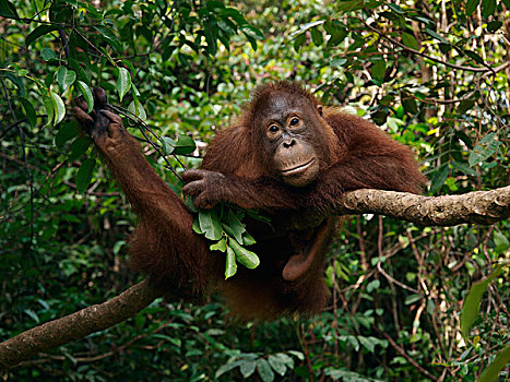 猩猩,黑猩猩,休息,树上,婆罗洲,马来西亚