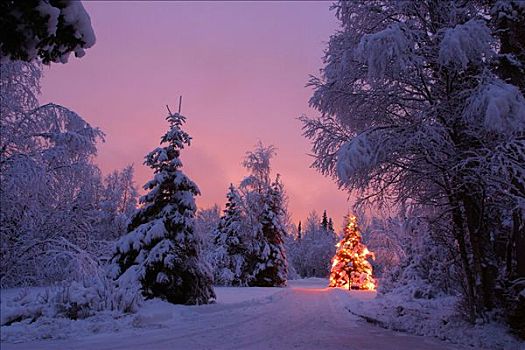 照亮,圣诞树,夜晚,靠近,冬天