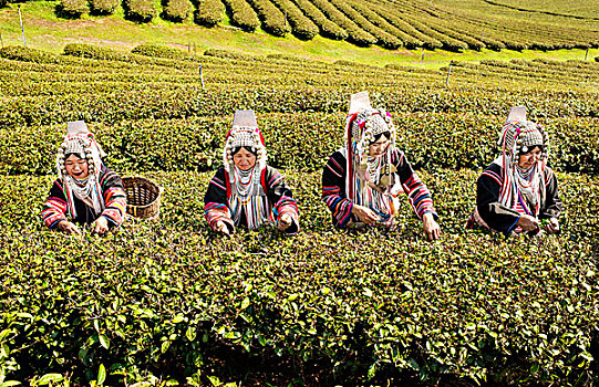 阿卡族,山,部落,女人,挑选,茶,北方,泰国,亚洲