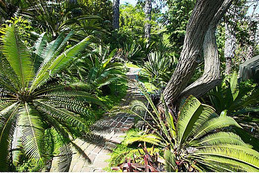 铁树目裸子植物,小路,洛杉矶国家植物园,植物园,阿卡迪亚,加利福尼亚,美国