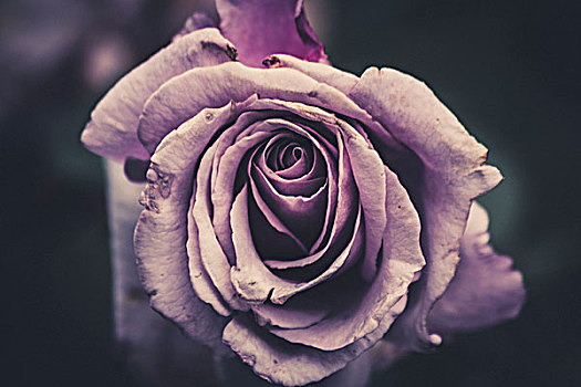 紫色,玫瑰,特写