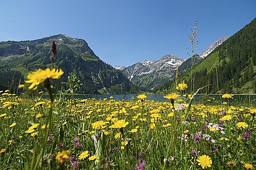 自然保护区,提洛尔,奥地利,欧洲
