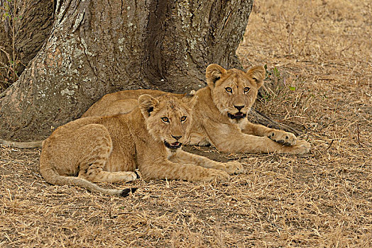 狮子,幼兽,塞伦盖蒂国家公园,塞伦盖蒂,坦桑尼亚,非洲