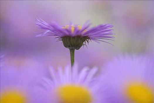 特写,紫苑属,花