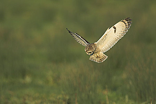 猫头鹰,成年,飞行,猎捕,上方,沿岸,湿地,诺福克,英格兰,英国,欧洲