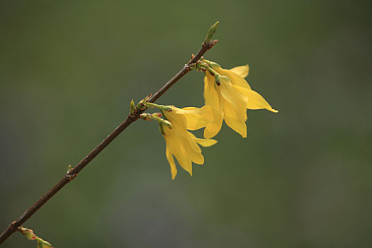 迎春花