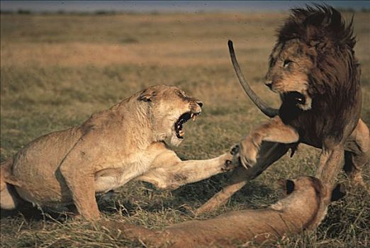 非洲狮,狮子,争吵,塞伦盖蒂国家公园,坦桑尼亚