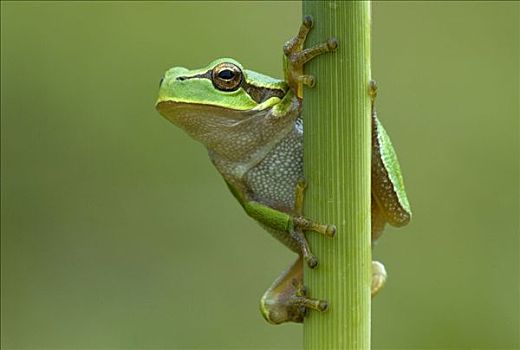 欧洲树蛙,无斑雨蛙,枝头,法国