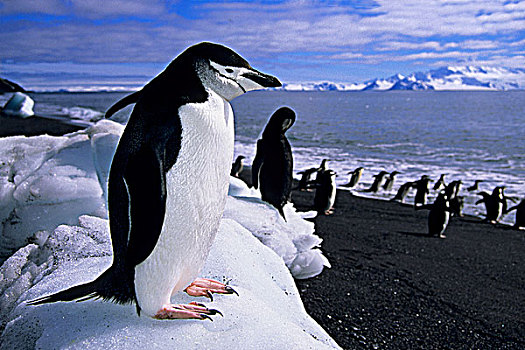 帽带企鹅,南极企鹅,块,冰川冰,欺骗岛,南设得兰群岛,南极半岛