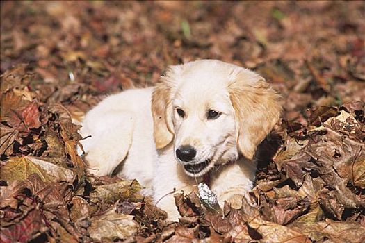 金毛猎犬,小狗,卧,咀嚼,骨头