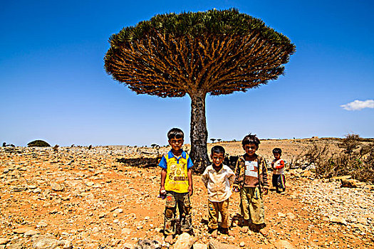 孩子,正面,索科特拉岛,龙,树,血,龙血树属,高原,也门,亚洲