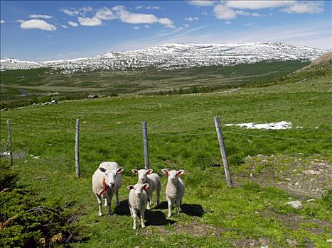 绵羊,山谷,国家公园,挪威,斯堪的纳维亚,北欧