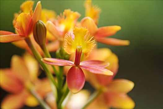 夏威夷,毛伊岛,特写,橙色,兰花,簇