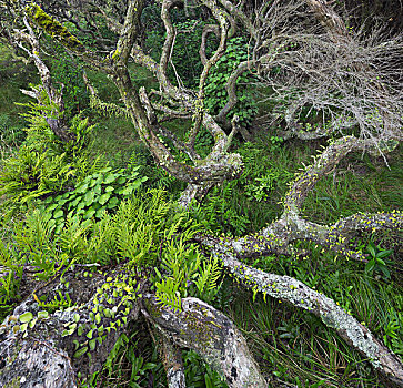 古树,南岛,新西兰