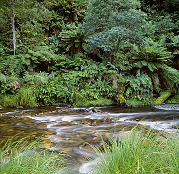 河流,树林,桫椤,澳大利亚