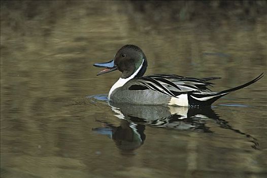 北方,尖尾鸭,针尾鸭,游泳,结冰,壶,水塘,德纳利国家公园和自然保护区,阿拉斯加