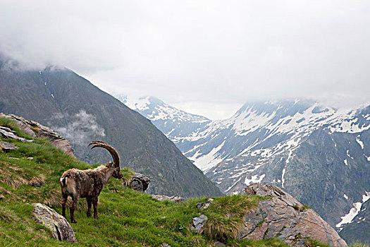 阿尔卑斯野山羊