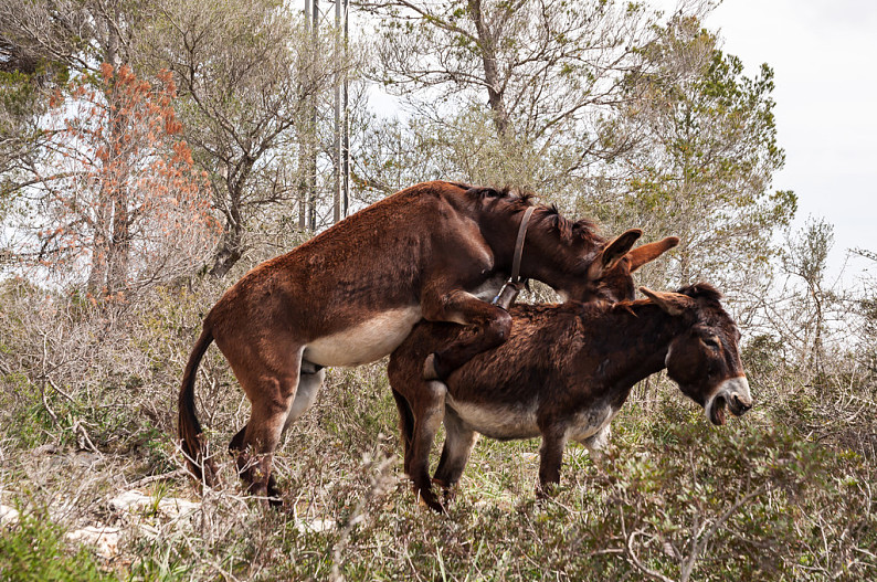 毛驴的自然繁殖图片